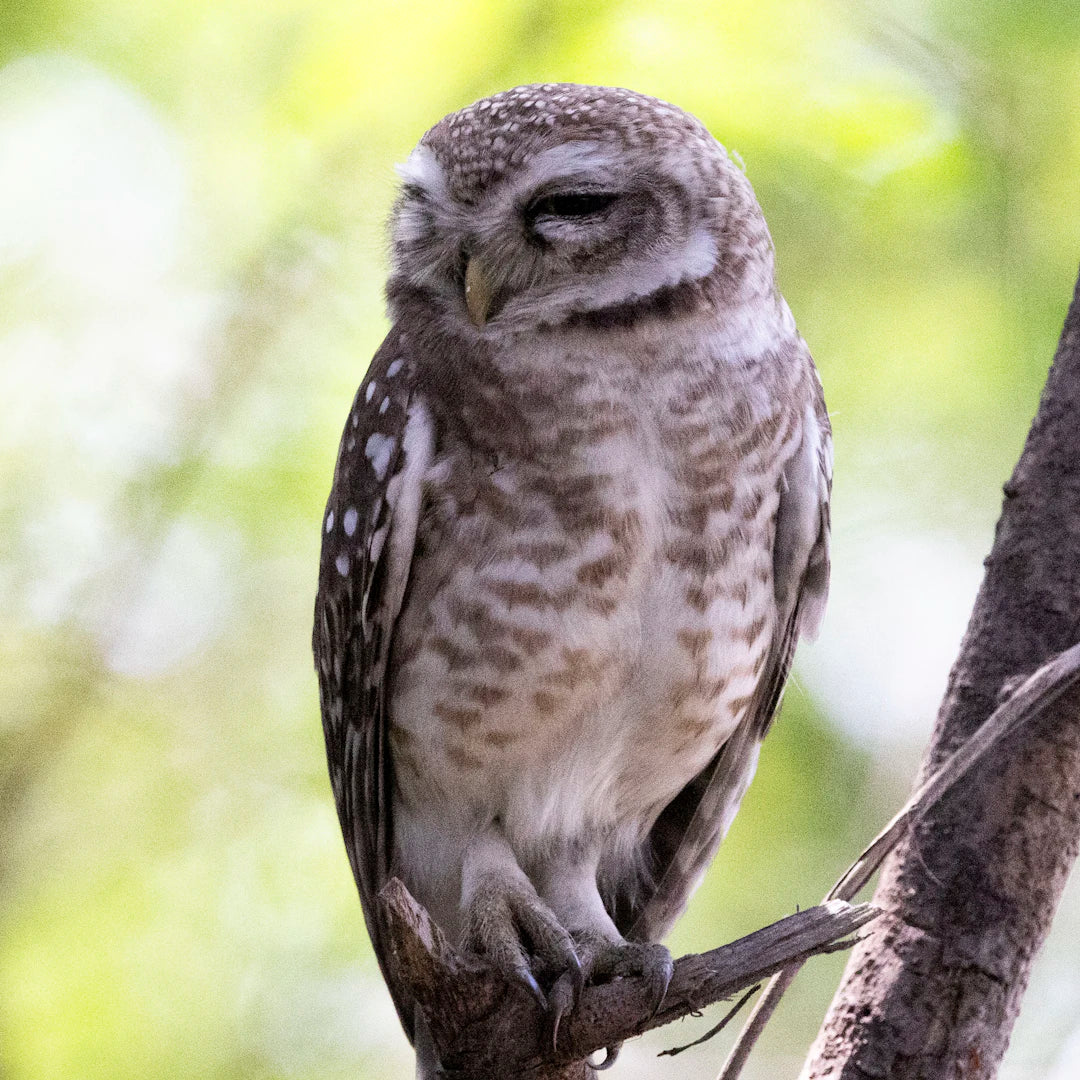 Discover the World of Pocket Knives A Beginner’s Guide