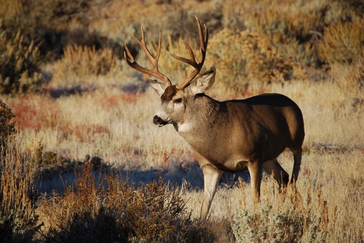 Deer & Duck Hunting Season - Shokunin USA